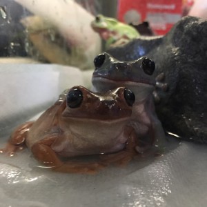 3-tree-frogs