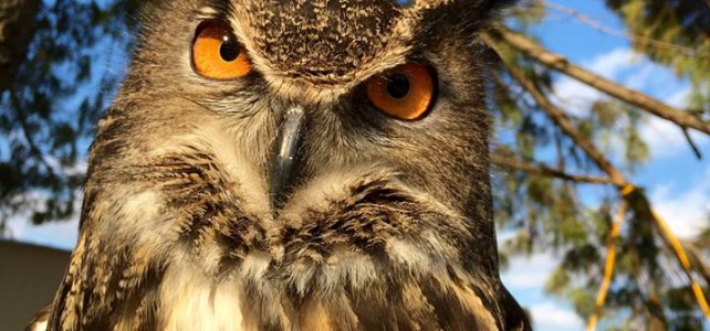 hoolgan-eagel-owl