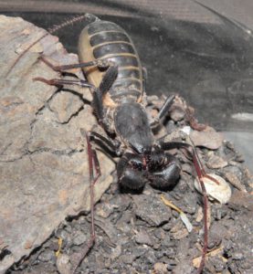 Silly Safaris - Vinegaroon Tailess whip scorpion