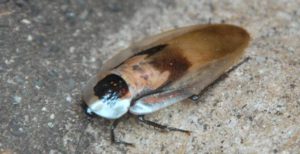 Silly Safari South American Cockroach