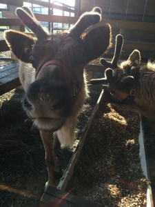 reindeer-eating
