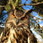 Eurasian Eagle-Owl – “Whodini”
