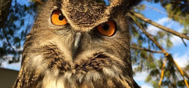 Eurasian Eagle-Owl – “Whodini”